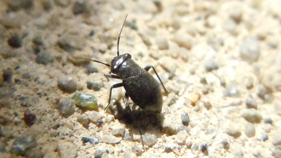 Pachytomella passerinii, femmina